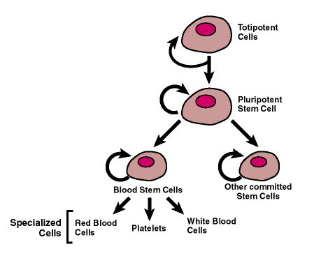Teilung von Blutstammzellen