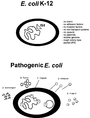 Comparison E.coli K-12
	with pathogenic E.coli