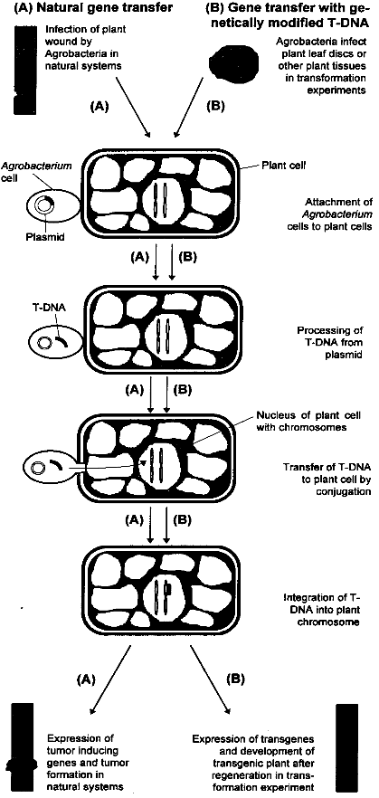Gene transfer from A. tumefaciens to a plant cell