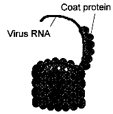 Tobacco mosaic virus