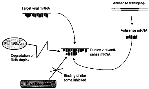 Antisense gene mechanism