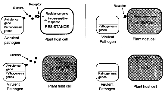 Gene-for-gene interactions in host-pathogen systems