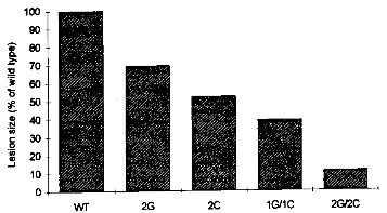 GProtective effects of glucanases and chitinases