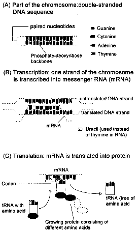 From genes to proteins