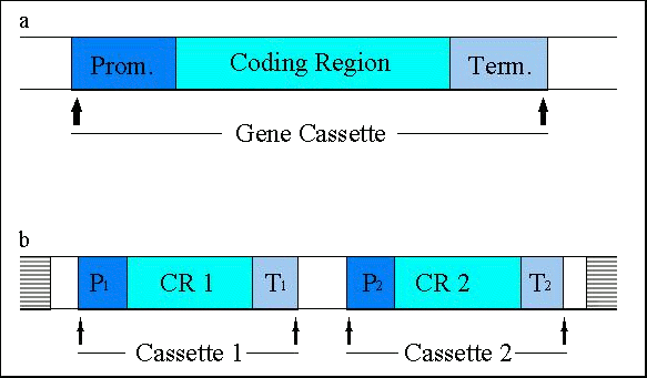 Schematic represnetation of gene cassette